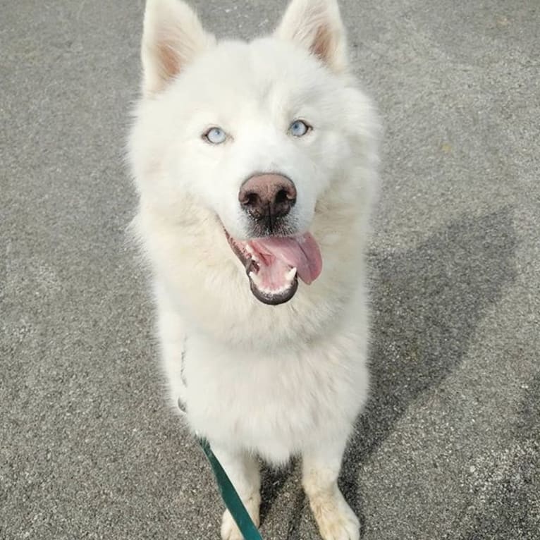 Ghost, a Siberian Husky tested with EmbarkVet.com