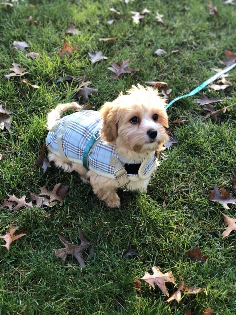 Jax, a Cavalier King Charles Spaniel and Havanese mix tested with EmbarkVet.com