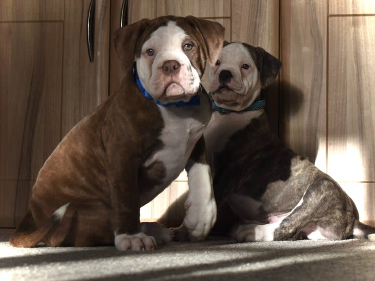 Maverick, an Alapaha Blue Blood Bulldog tested with EmbarkVet.com