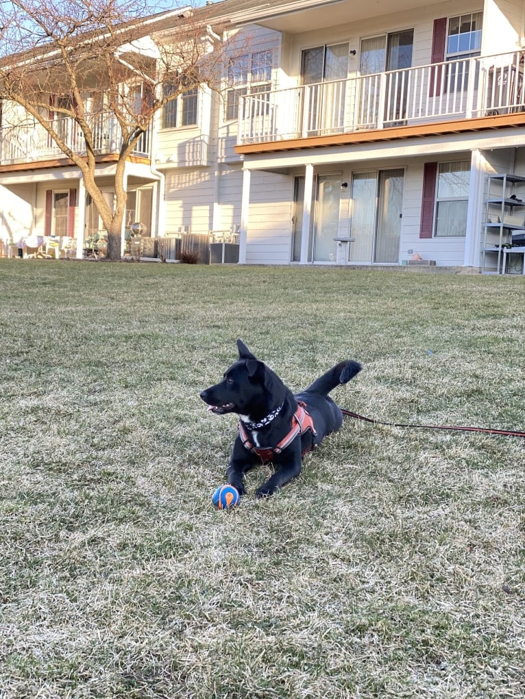 Clementine, a Labrador Retriever and Beagle mix tested with EmbarkVet.com