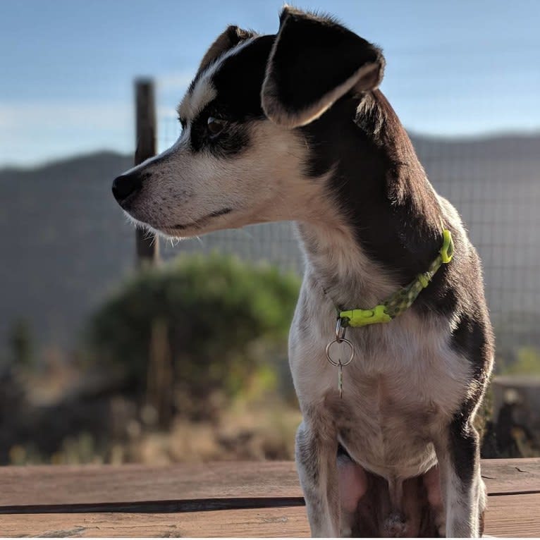 Archer, a Chihuahua and Cocker Spaniel mix tested with EmbarkVet.com