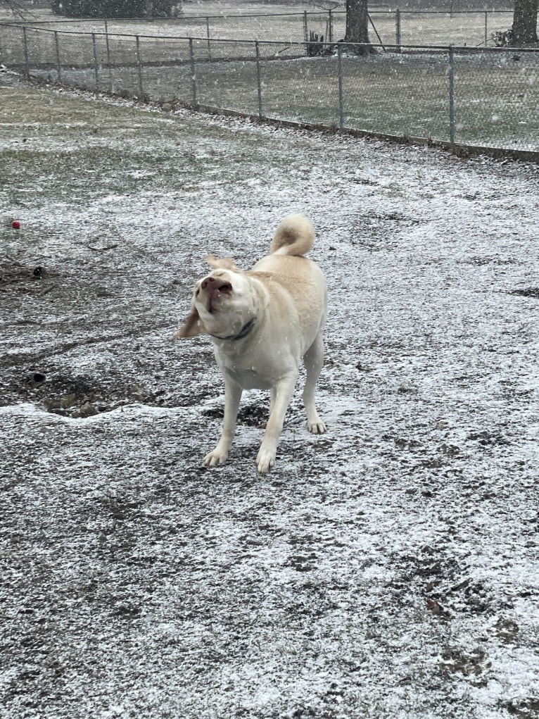 Ben, a Labrador Retriever and Great Pyrenees mix tested with EmbarkVet.com