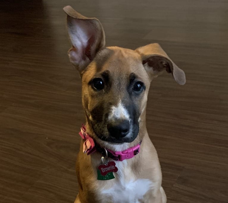 Brownie, an American Pit Bull Terrier and German Shepherd Dog mix tested with EmbarkVet.com