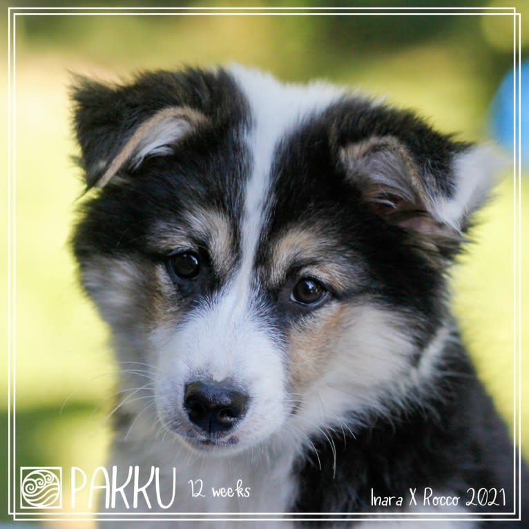 Sokka, an Icelandic Sheepdog tested with EmbarkVet.com
