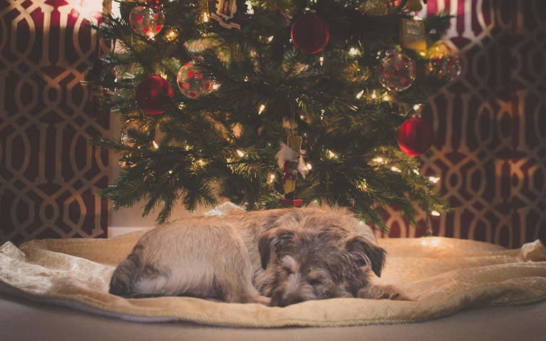 Merlin, a Miniature Schnauzer and Shih Tzu mix tested with EmbarkVet.com