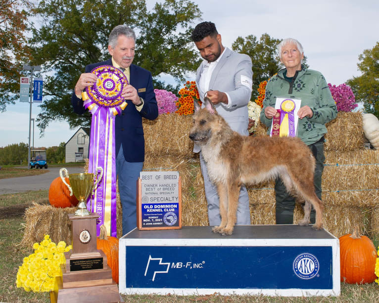 Annie or Red Girl, a Belgian Shepherd tested with EmbarkVet.com