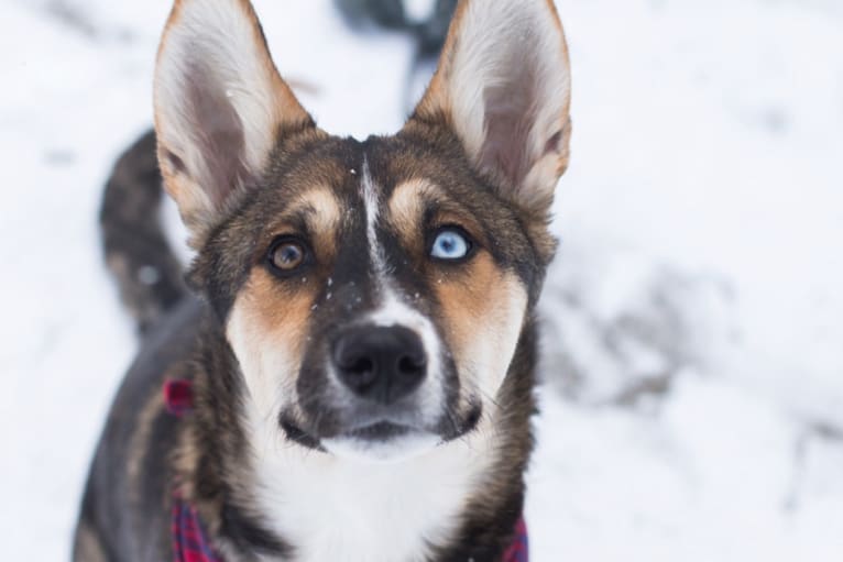 Mowgli, a Siberian Husky and German Shepherd Dog mix tested with EmbarkVet.com