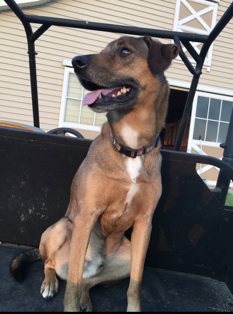Phil, a Mountain Cur and Australian Cattle Dog mix tested with EmbarkVet.com