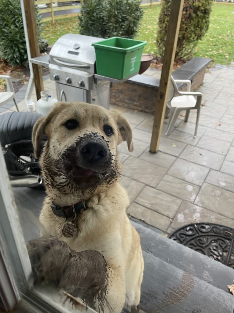 Sadie, a Great Pyrenees and German Shepherd Dog mix tested with EmbarkVet.com