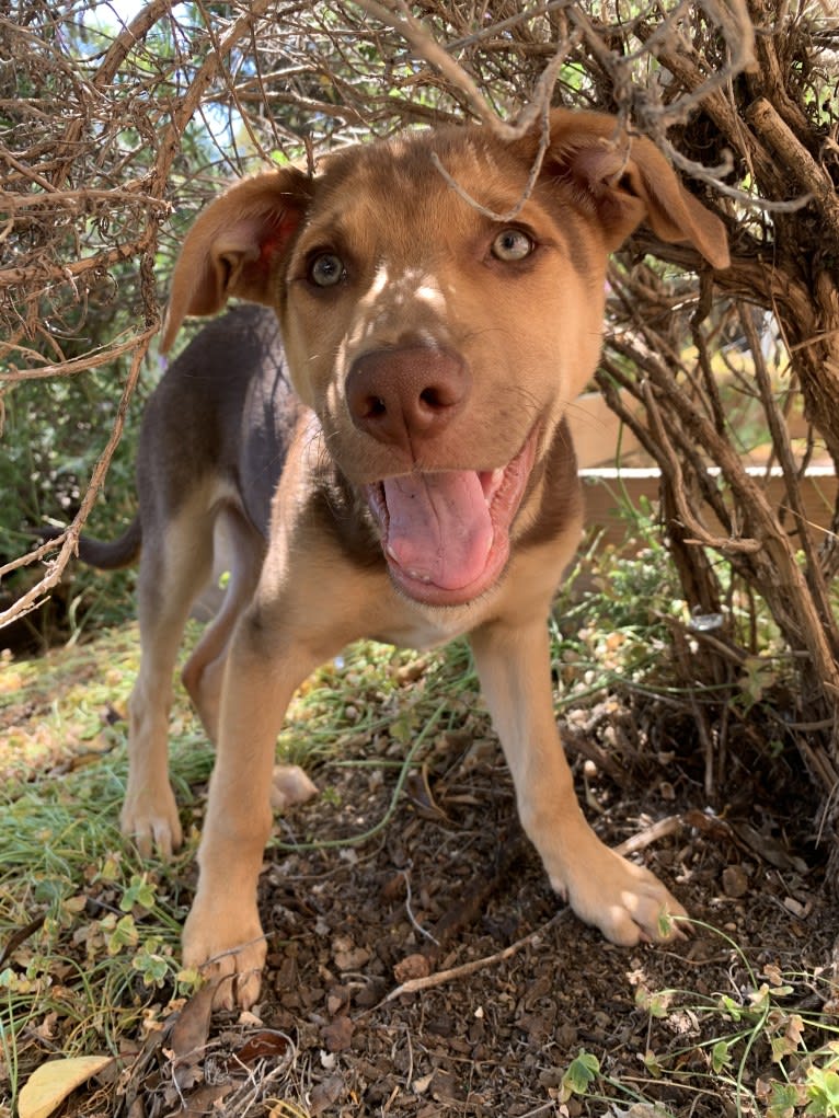 Conan, a German Shepherd Dog and American Pit Bull Terrier mix tested with EmbarkVet.com