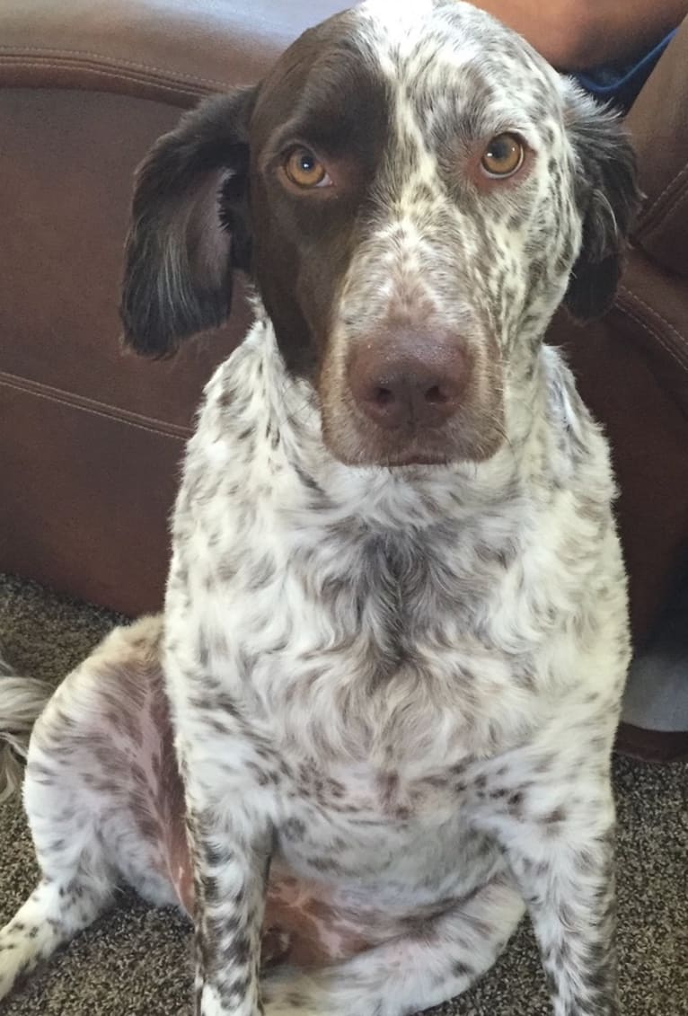 Patches, an English Springer Spaniel and Australian Cattle Dog mix tested with EmbarkVet.com