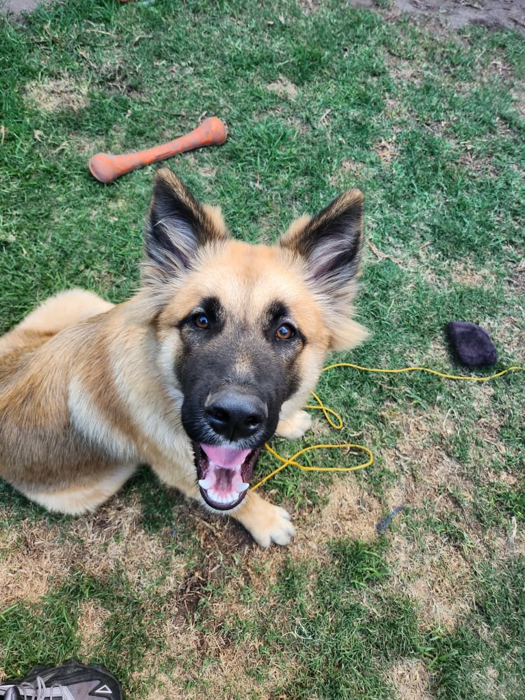 Tinos, a German Shepherd Dog and Alaskan Malamute mix tested with EmbarkVet.com