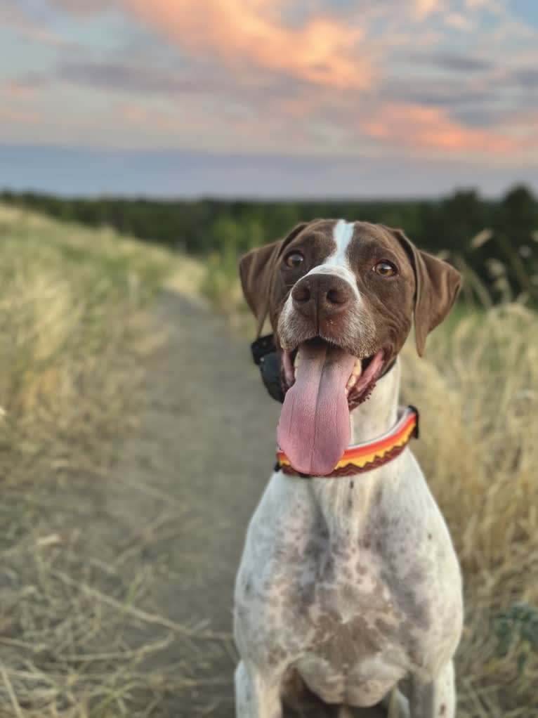 Ollie, a Pointer tested with EmbarkVet.com