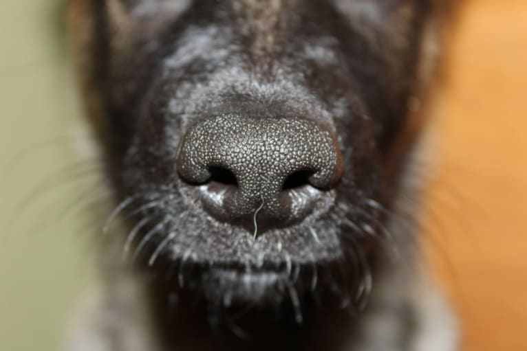 Asa, a Belgian Malinois and German Shepherd Dog mix tested with EmbarkVet.com