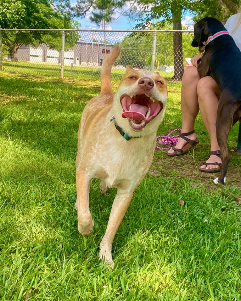 Lou, an Australian Cattle Dog and Australian Shepherd mix tested with EmbarkVet.com