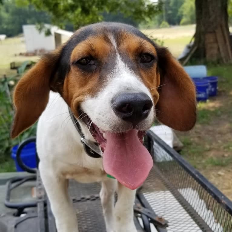 Butters, a Beagle and American Foxhound mix tested with EmbarkVet.com
