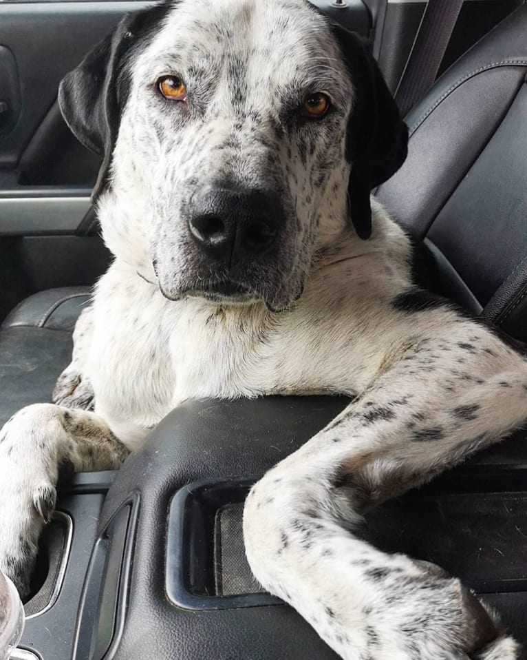 Monty, an American Pit Bull Terrier and Great Pyrenees mix tested with EmbarkVet.com