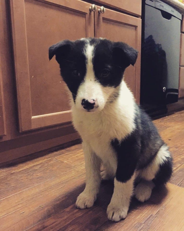 Tuli, a Karelian Bear Dog tested with EmbarkVet.com