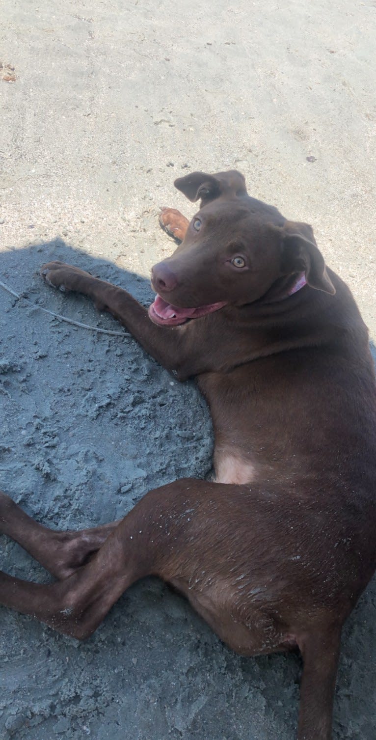 Dany, an American Pit Bull Terrier and Labrador Retriever mix tested with EmbarkVet.com