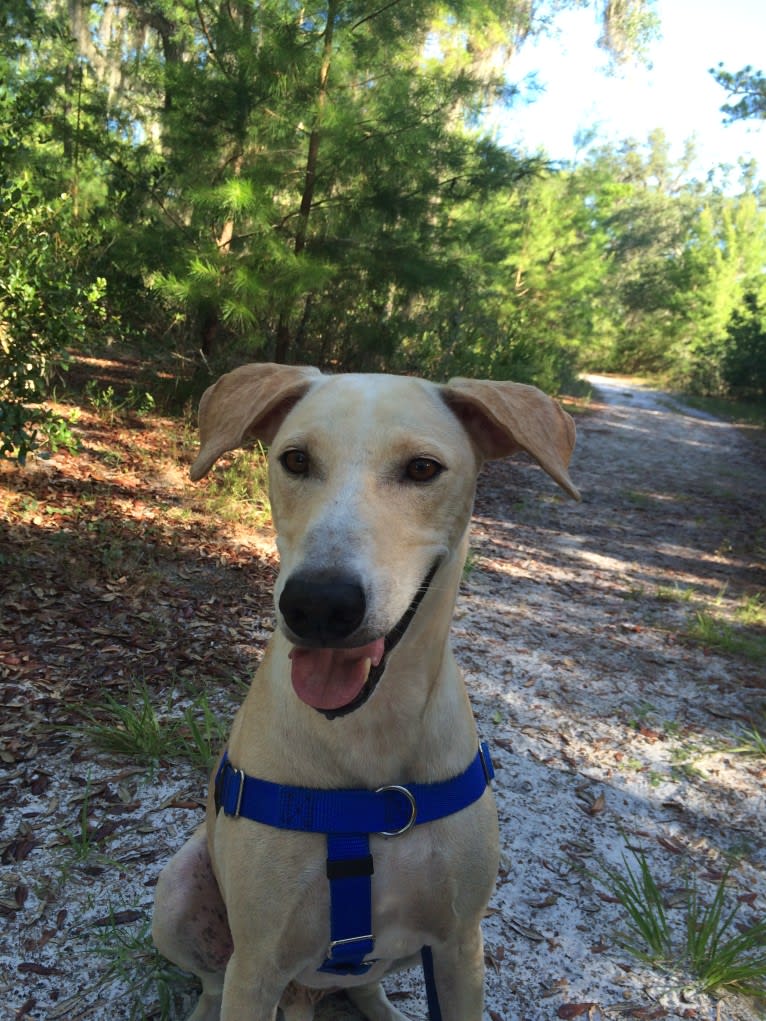 Surf, a West African Village Dog tested with EmbarkVet.com