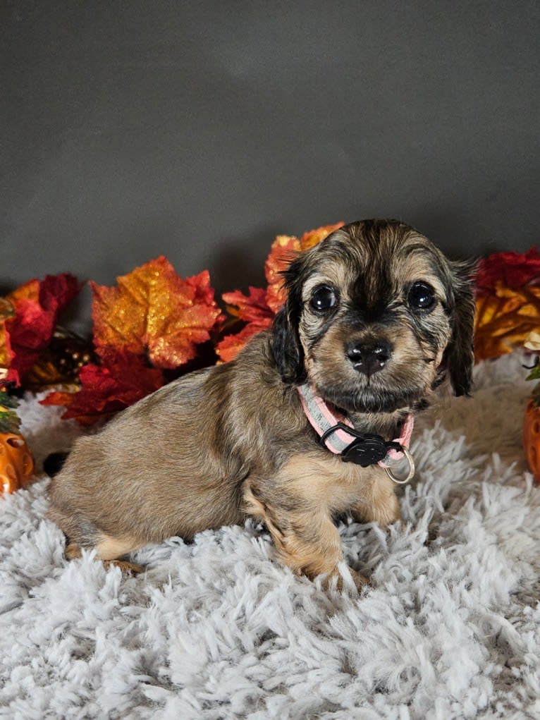 Mighty Aimee Rutledge, a Dachshund tested with EmbarkVet.com