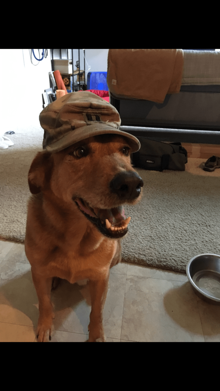 Rambo, a Labrador Retriever and Golden Retriever mix tested with EmbarkVet.com