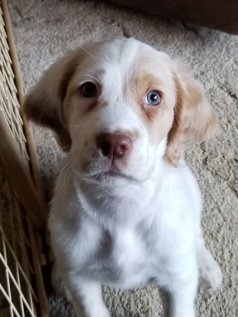 Savvy, a Llewellin Setter tested with EmbarkVet.com