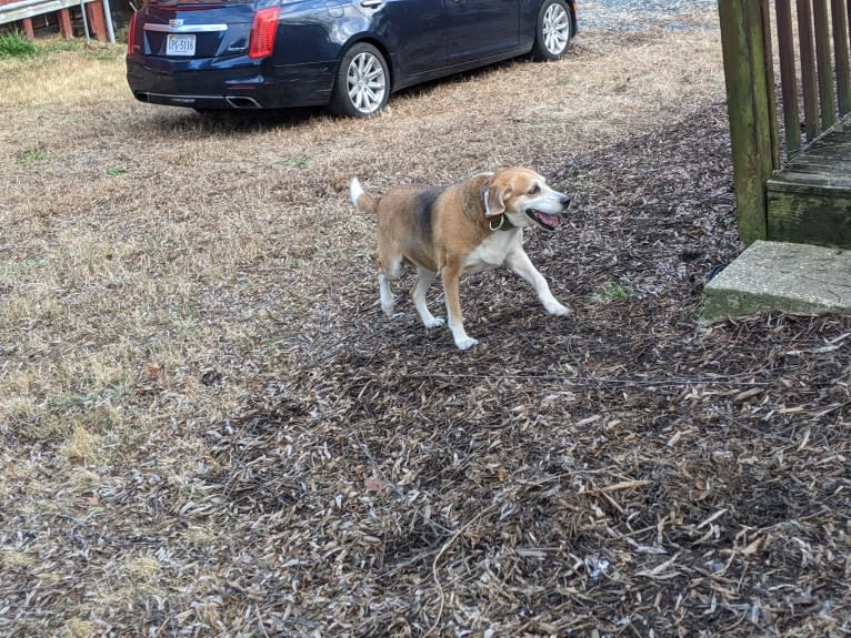 Brie, an American Foxhound tested with EmbarkVet.com