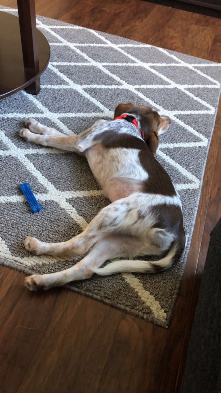 Lucy, a Beagle and Cocker Spaniel mix tested with EmbarkVet.com