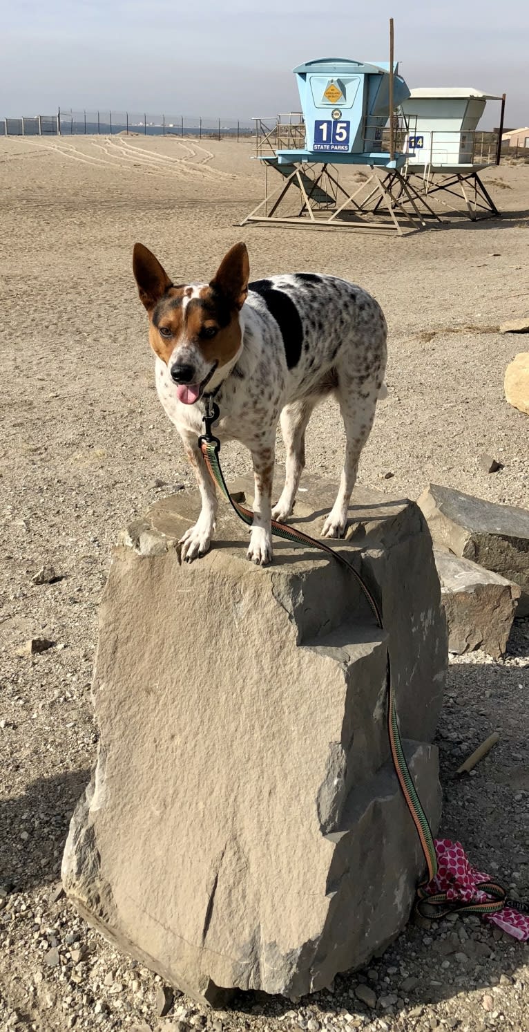 Sadie, an Australian Cattle Dog and Border Collie mix tested with EmbarkVet.com