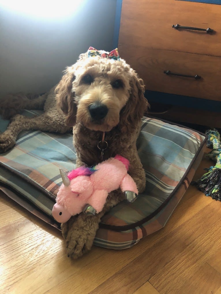 Halli, a Goldendoodle tested with EmbarkVet.com