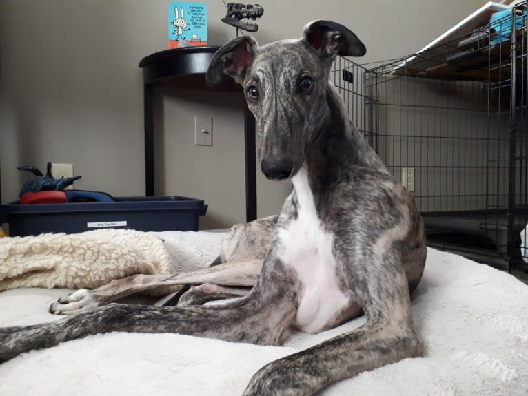 Gina, a Greyhound tested with EmbarkVet.com