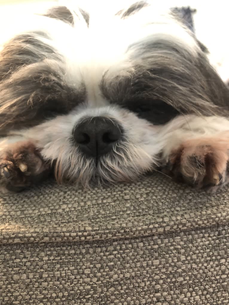 Harvey, a Shih Tzu tested with EmbarkVet.com