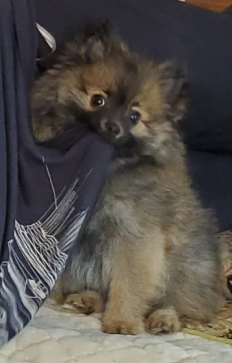 Grizzy, a Pomeranian tested with EmbarkVet.com