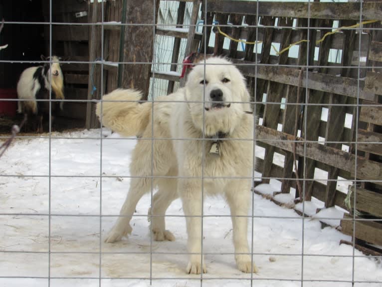 Moose, a Great Pyrenees tested with EmbarkVet.com