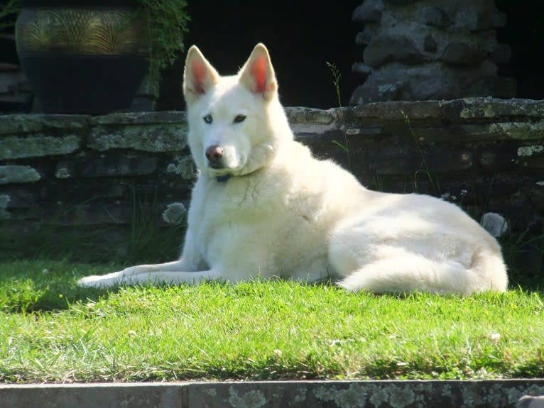 Nanuk, a Siberian Husky and German Shepherd Dog mix tested with EmbarkVet.com