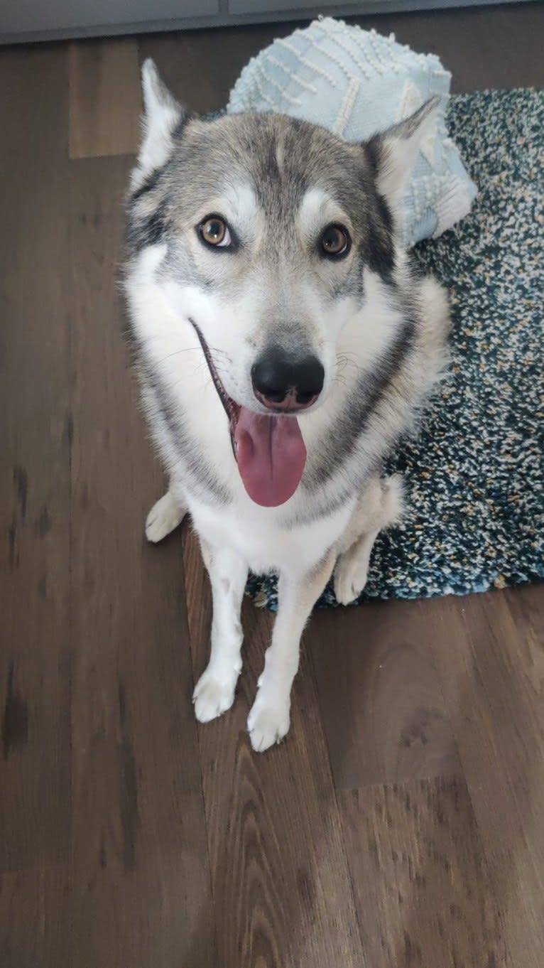 Oslo, a Siberian Husky and German Shepherd Dog mix tested with EmbarkVet.com