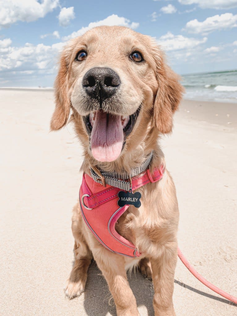 Marley, a Golden Retriever tested with EmbarkVet.com