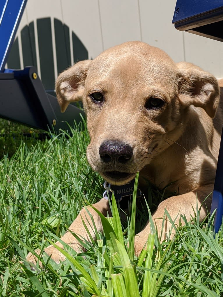 Willie Kirsch, a Labrador Retriever and American Pit Bull Terrier mix tested with EmbarkVet.com