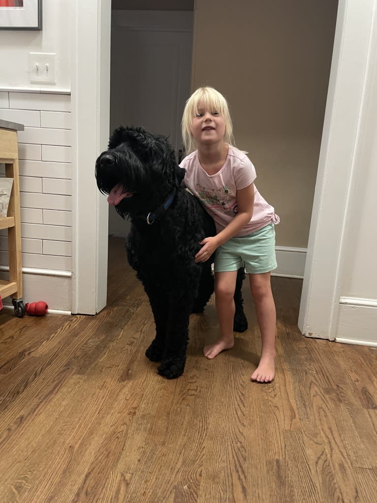 Jinx, a Black Russian Terrier tested with EmbarkVet.com