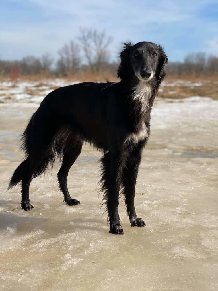 Midori, a Silken Windhound tested with EmbarkVet.com