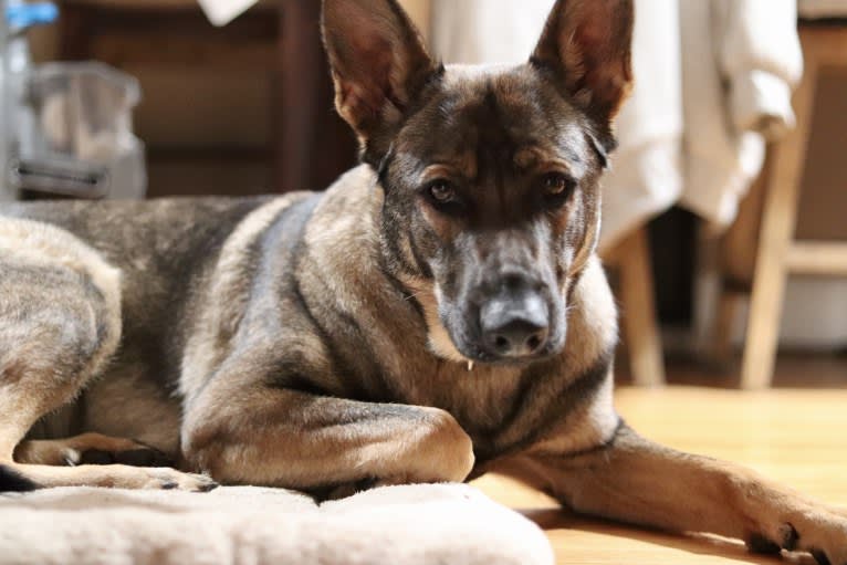 Bonnie, a German Shepherd Dog tested with EmbarkVet.com
