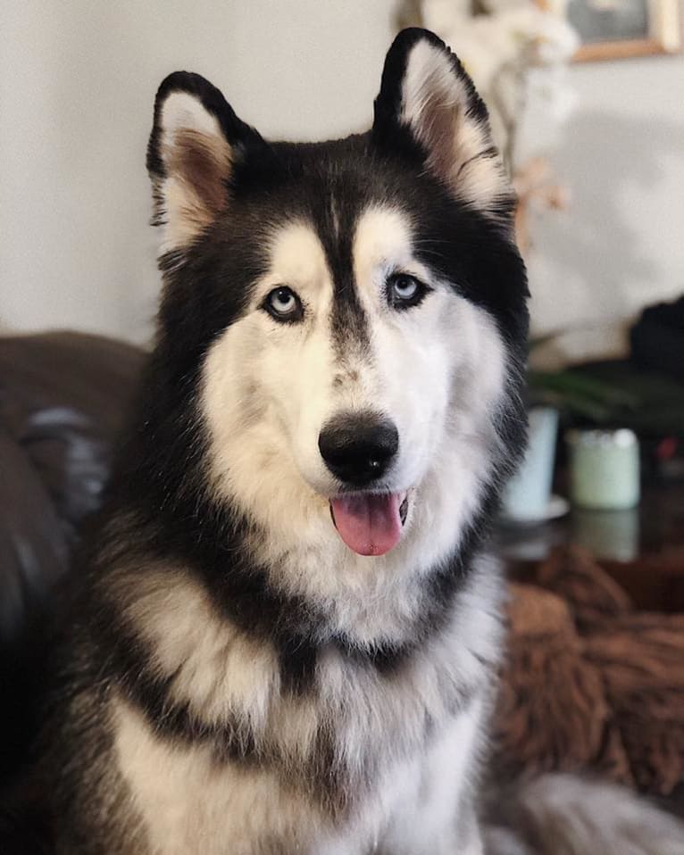 Zeke, a Siberian Husky (8.3% unresolved) tested with EmbarkVet.com