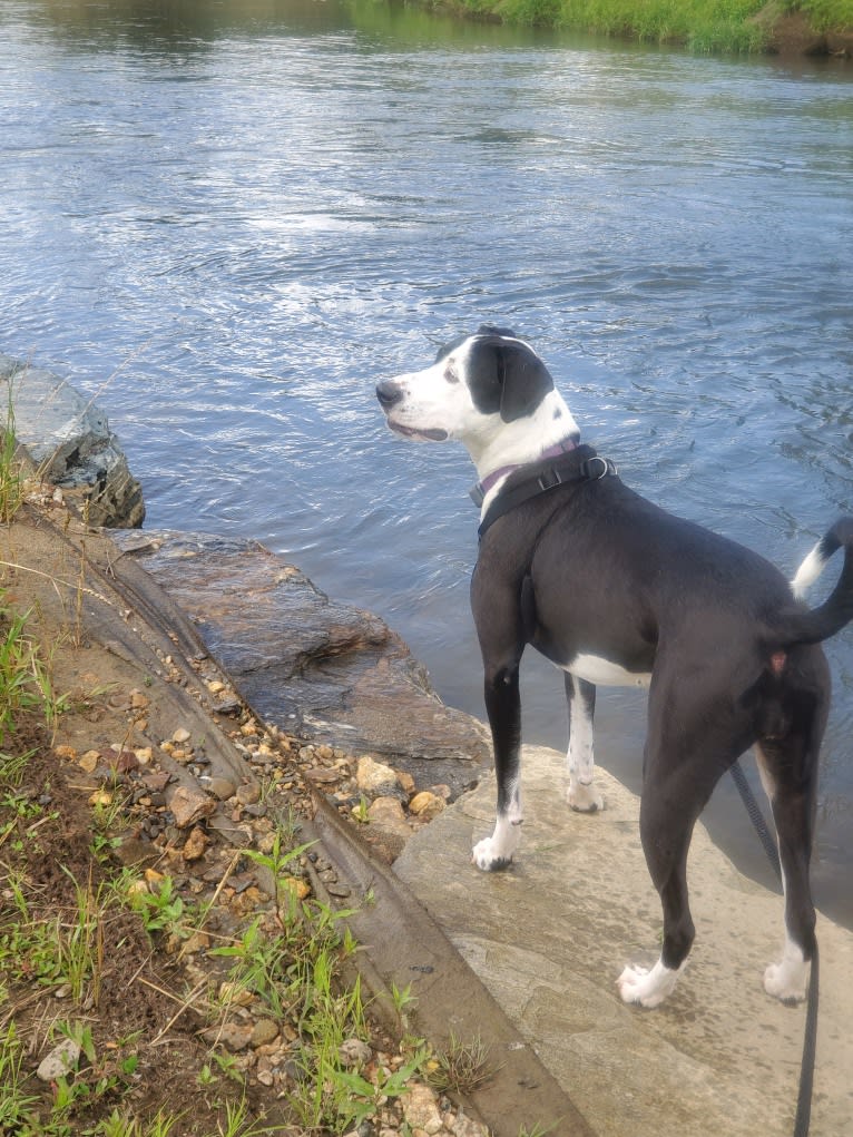 Penny, an American Bully and American Bulldog mix tested with EmbarkVet.com