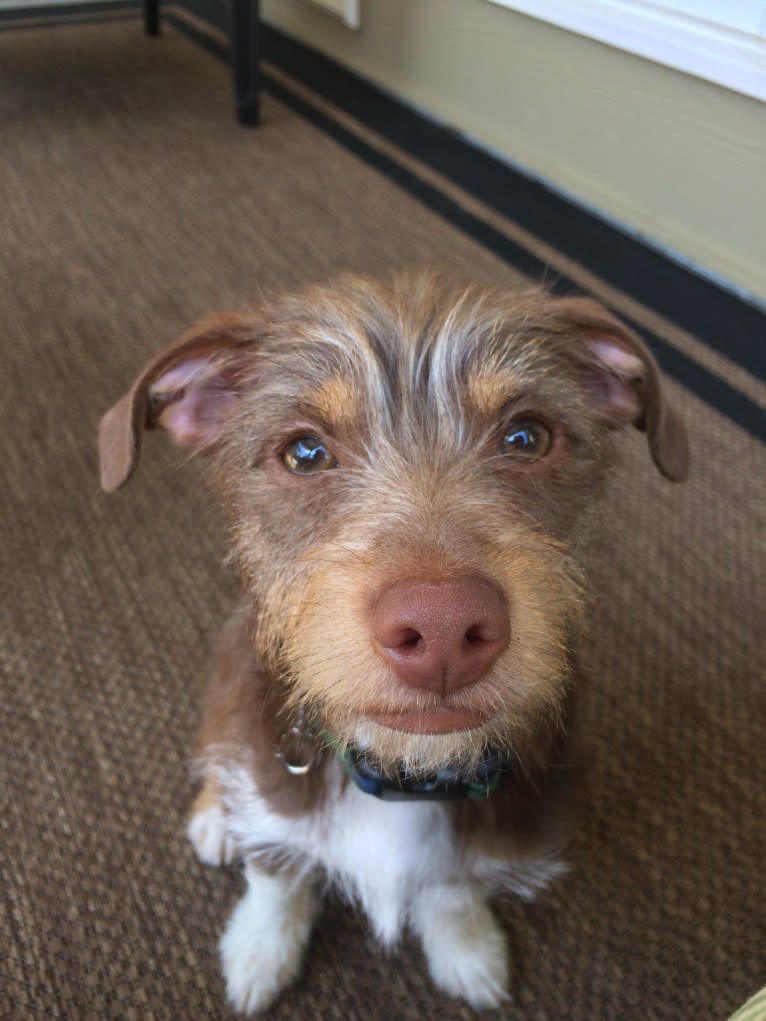 Leon, a Chihuahua and Rat Terrier mix tested with EmbarkVet.com