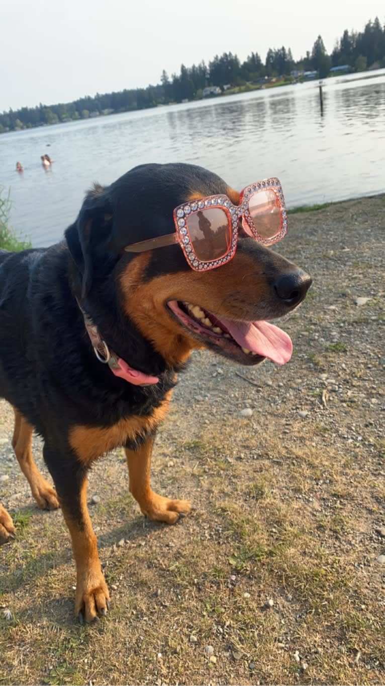 Bailey, a Rottweiler (5.2% unresolved) tested with EmbarkVet.com