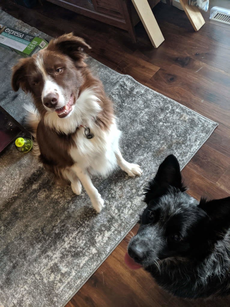 Atlas Mussatti, a Border Collie tested with EmbarkVet.com