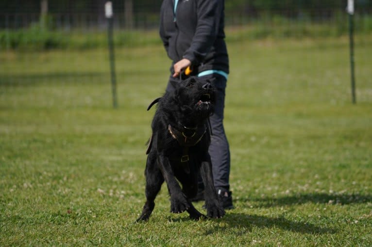 Vaatu, a Black Russian Terrier and Belgian Malinois mix tested with EmbarkVet.com