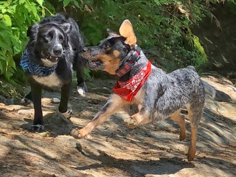 Levi, an Australian Cattle Dog and Bluetick Coonhound mix tested with EmbarkVet.com