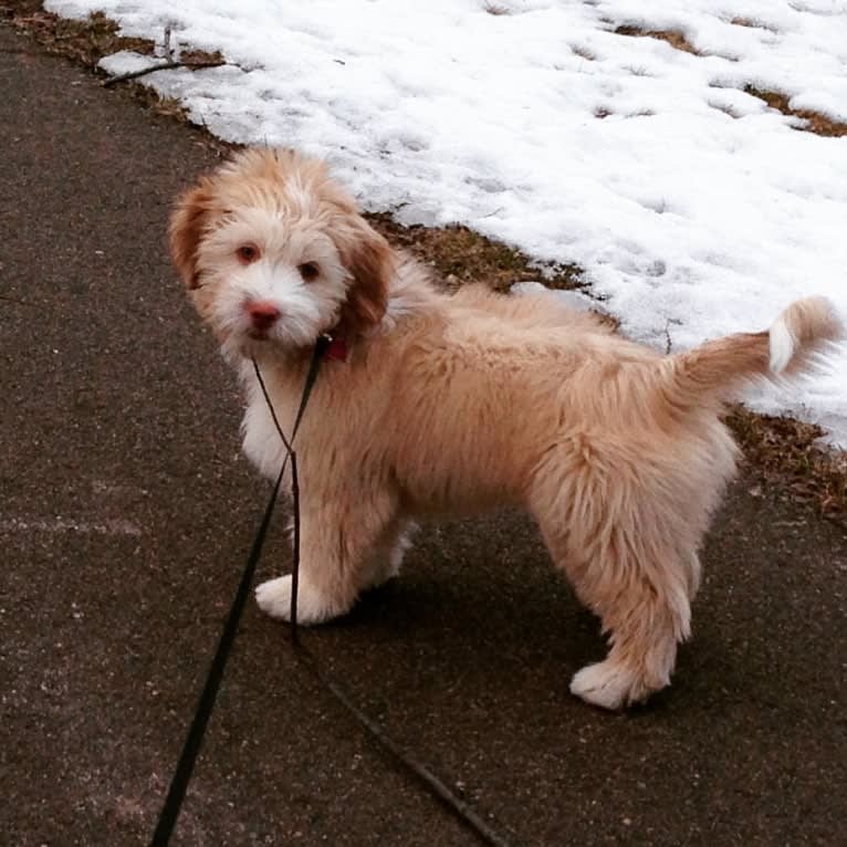 Jaydee, a Shih Tzu and Australian Shepherd mix tested with EmbarkVet.com